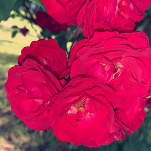 Meet your Posher, Autumn